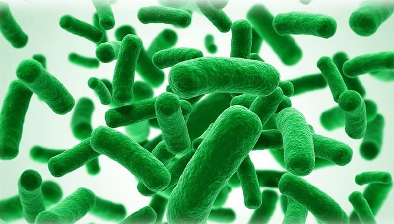 Bifidobacterium longum BB536 (BB536) có tính ổn định trong đường tiêu hóa