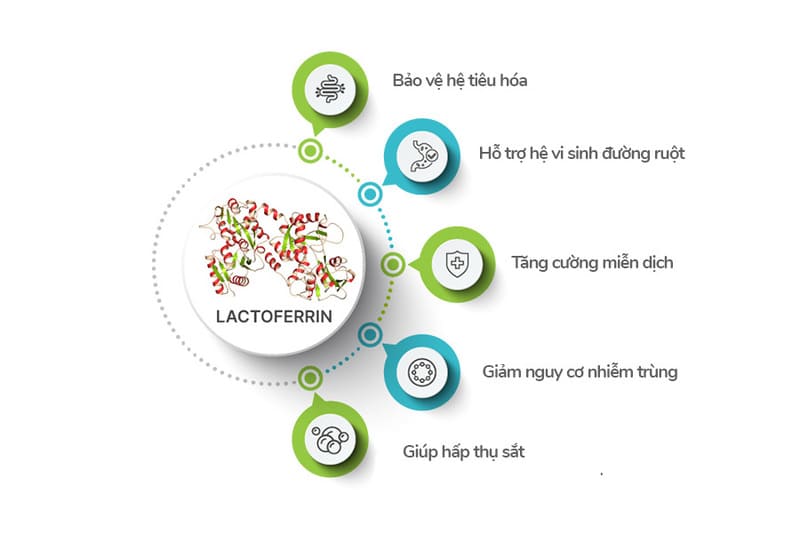Lactoferrin là một protein tự nhiên quý giá