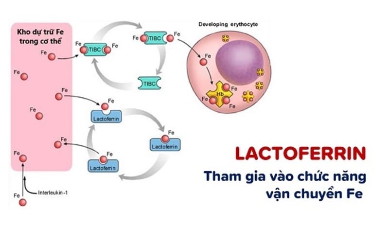 Lactoferrin có khả năng loại bỏ các gốc tự do từ sắt và ngăn ngừa tổn thương do lão hoá