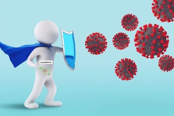 Lactofferin là gì? “Chiến binh” thầm lặng bảo vệ hệ miễn dịch