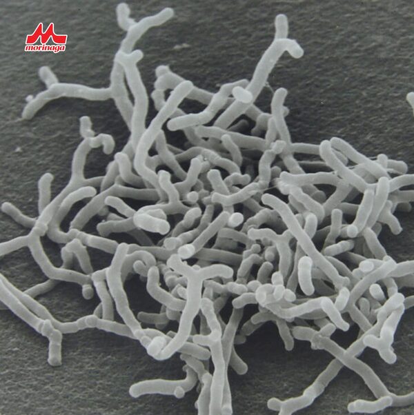 Bifidobacterium BB536