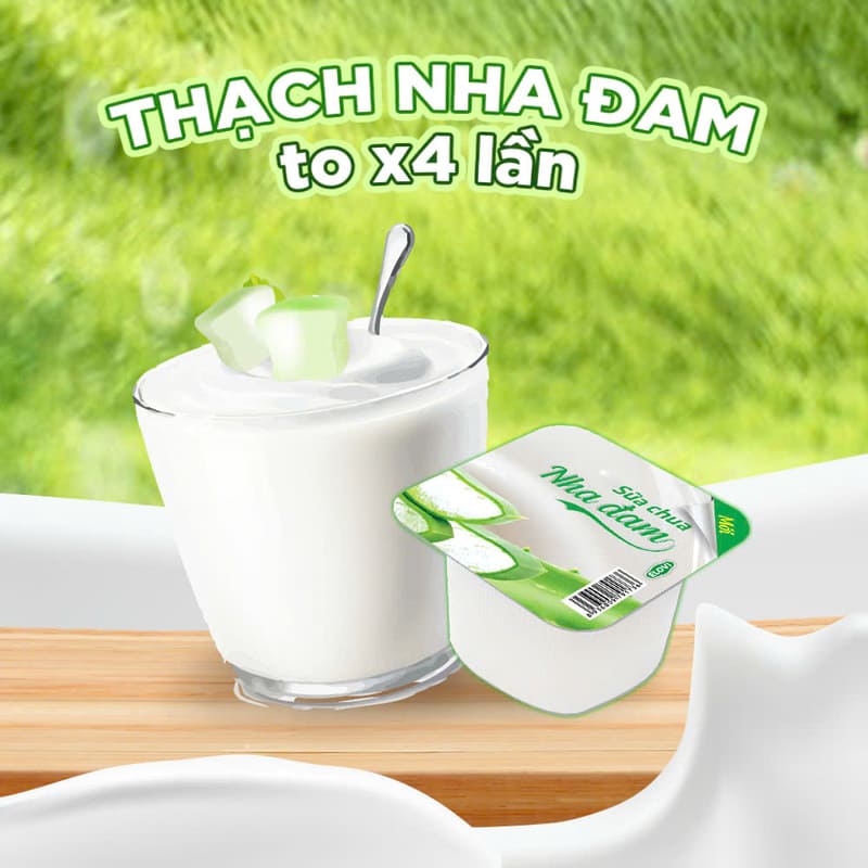 Thạch nha đam trong sữa chua có kích thước lớn gấp 4 lần so với sữa chua thông thường
