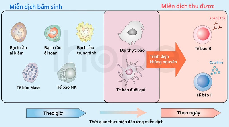 Hệ miễn dịch bẩm sinh giúp bảo vệ cơ thể ngay từ khi mới sinh ra.