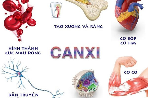 Ăn Gì Để Xương Chắc Khỏe? TOP 10+ Thực Phẩm Giàu Canxi Bạn Không Nên Bỏ Qua