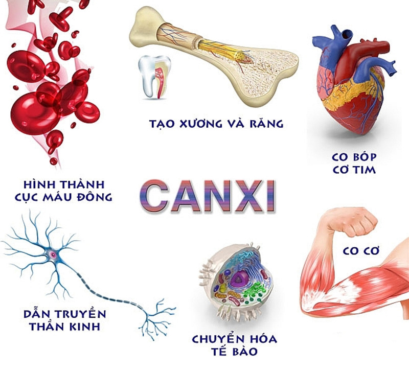 Canxi giúp xương chắc khỏe, hỗ trợ nhiều chức năng cơ thể