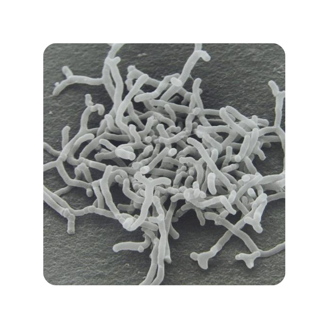 Bifidobacterium BB536