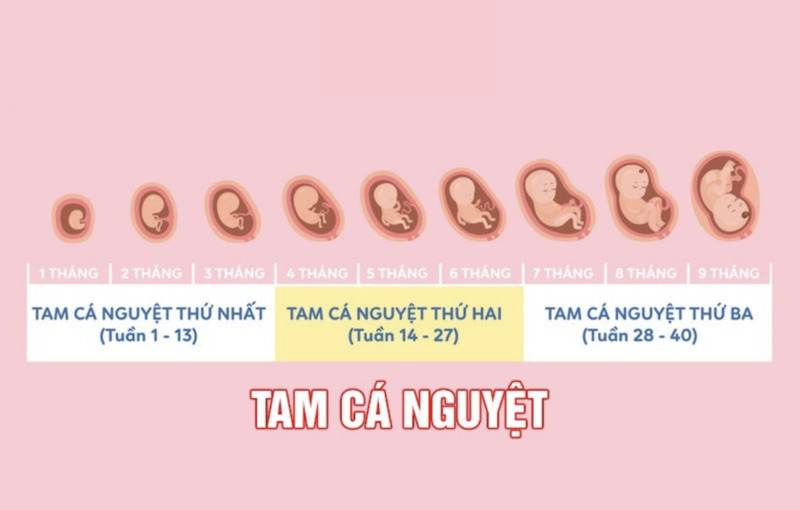 Tam cá nguyệt là thuật ngữ thường dùng trong y khoa để chỉ ba giai đoạn của thai kỳ