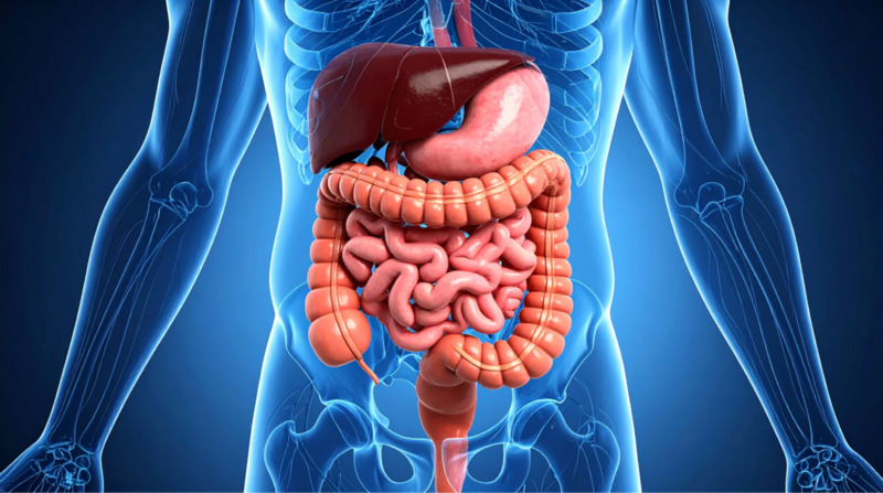 Gan, tụy, túi mật và lợi khuẩn đường ruột cùng bảo vệ và tối ưu chức năng hệ tiêu hóa