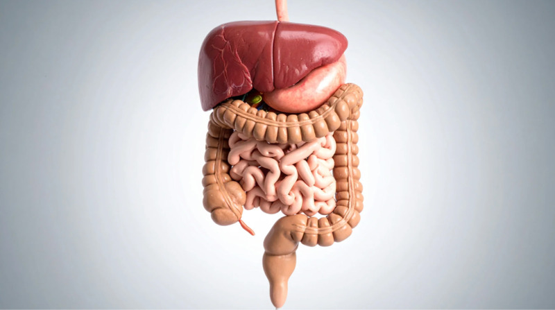 Hệ tiêu hóa là trung tâm hấp thu dưỡng chất, cung cấp năng lượng và bảo vệ cơ thể
