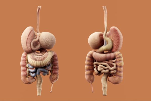 Hệ Tiêu Hoá Là Gì? Hiểu Đúng Để Chăm Sóc Sức Khỏe Từ Gốc Rễ