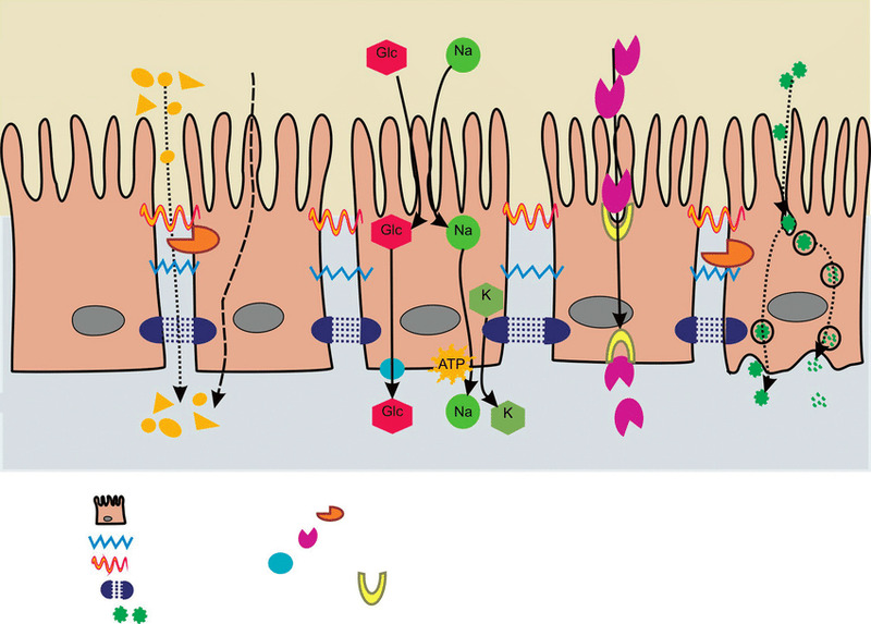 Ruột non là nơi hấp thu tới 95% dưỡng chất