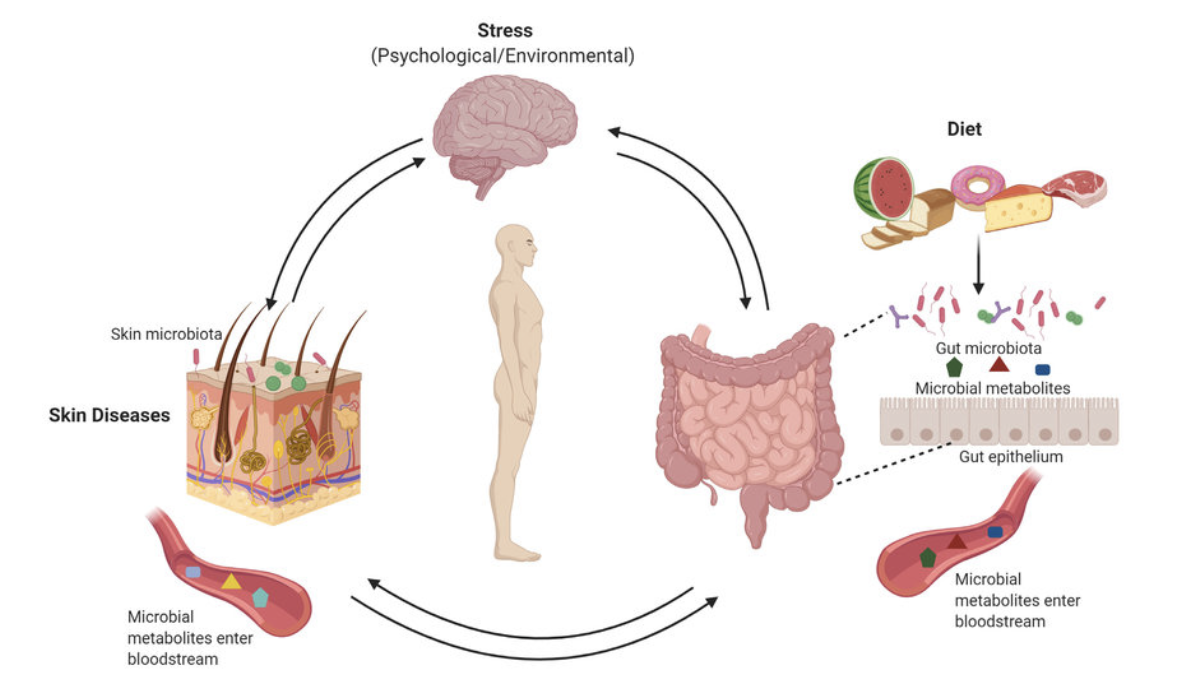 Cân bằng đường ruột, cải thiện tâm trạng tự nhiên
