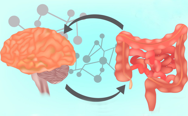 Lợi khuẩn tác động đến trục ruột - não, cải thiện tâm trạng và giấc ngủ