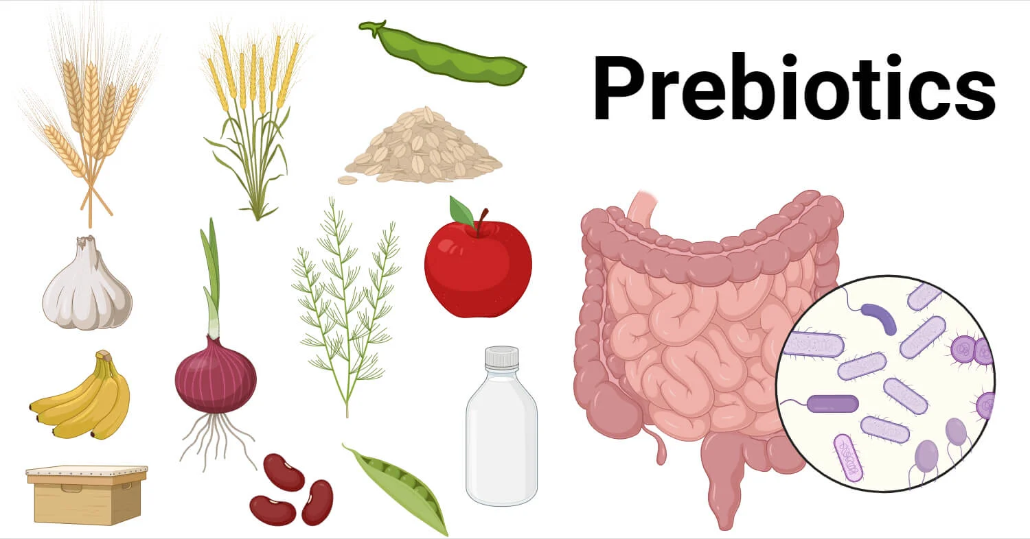 Prebiotics nuôi dưỡng lợi khuẩn, tạo synbiotic tối ưu ruột