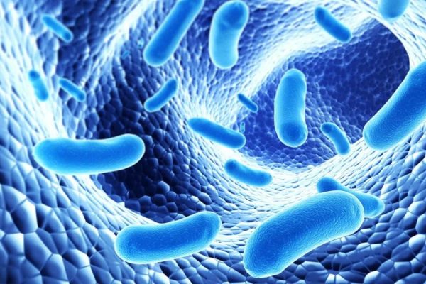 Probiotic Là Gì? Phân Loại, Cơ Chế & 10 Lợi Ích Với Sức Khỏe