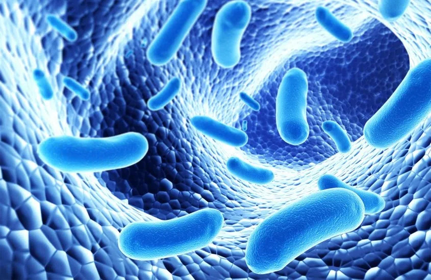 Probiotic là lợi khuẩn sống giúp cân bằng và bảo vệ đường ruột
