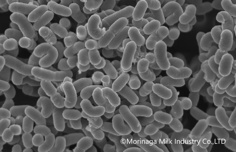 LAC-Shield® có trong nhiều dòng sữa Morinaga giúp tăng cường miễn dịch