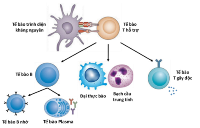 Tế bào T giúp nhận diện, tiêu diệt và ghi nhớ mầm bệnh