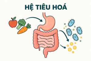 Hệ Tiêu Hoá Là Gì? Hiểu Đúng Để Chăm Sóc Sức Khỏe Từ Gốc Rễ